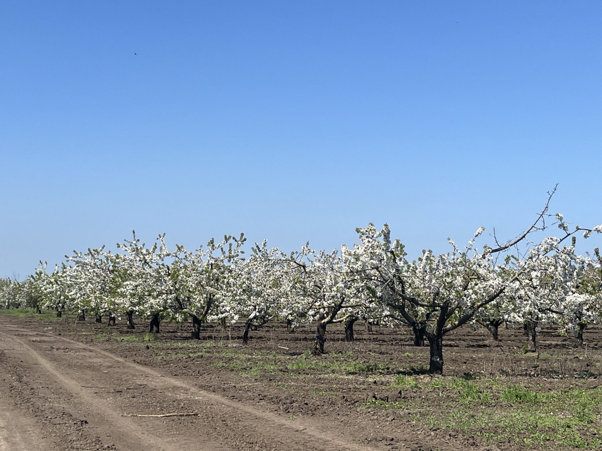 Цветущий сад. Как красиво!
