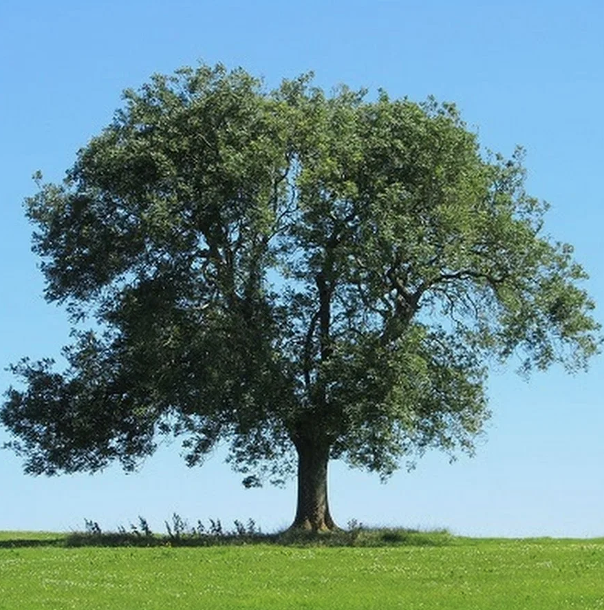 Фотография из интернета