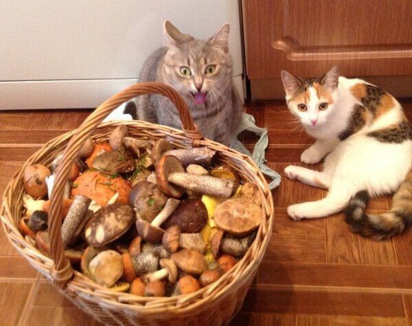 Котики дня -9