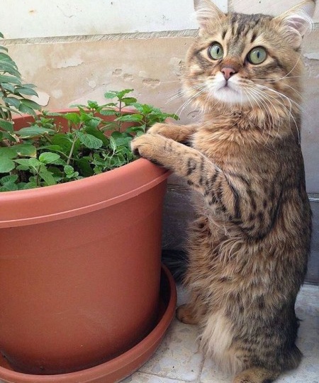 Коты в саду и на даче. 20 смешных, удивительных и просто няшных фото