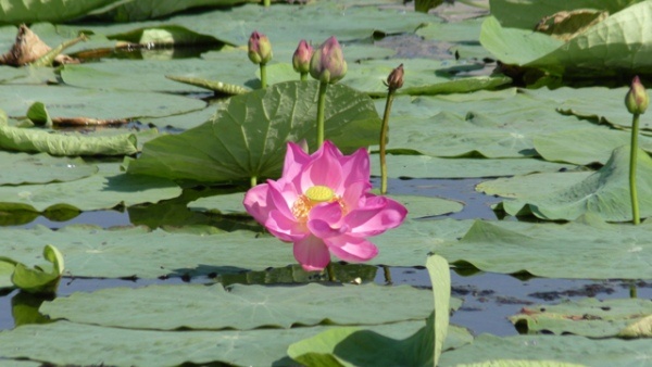 Негатив в поле, который вышел весь и сразу. /эти лотосы, кстати, цветут под Курском/