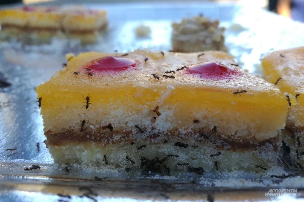    Муравьев особенно привлекают сладости.