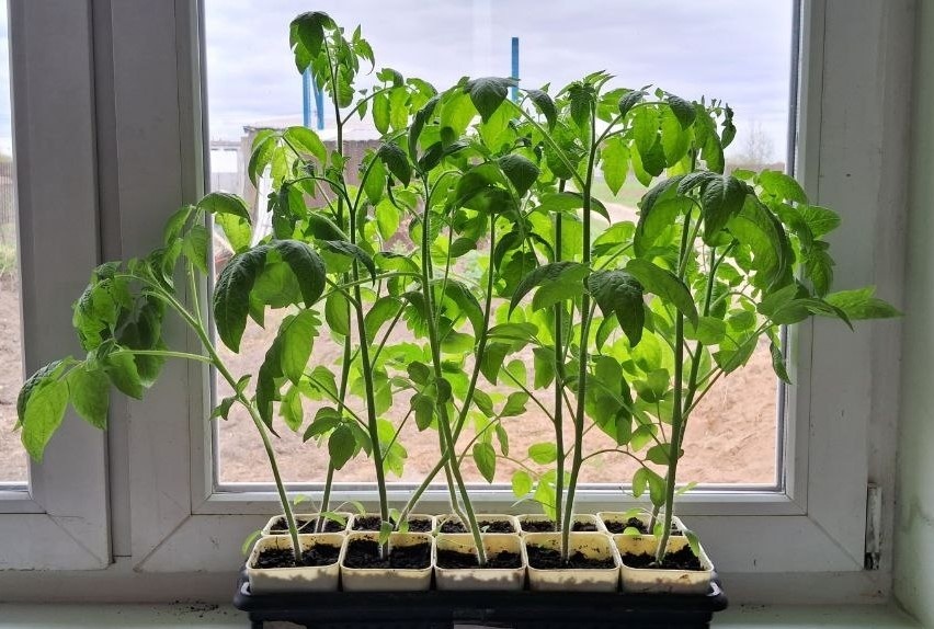 Вытянувшаяся рассада томатов из-за нехватки места