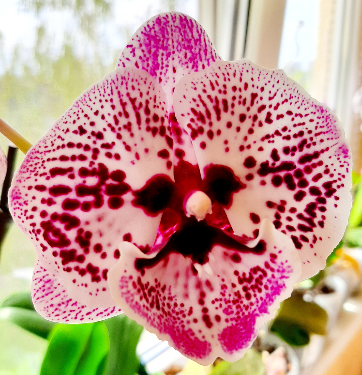 Обложка статьи, безымянный Биглип Усач, архивное фото