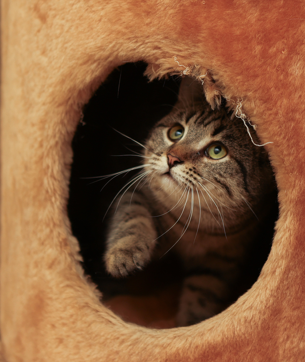 Чего-то сыкотно