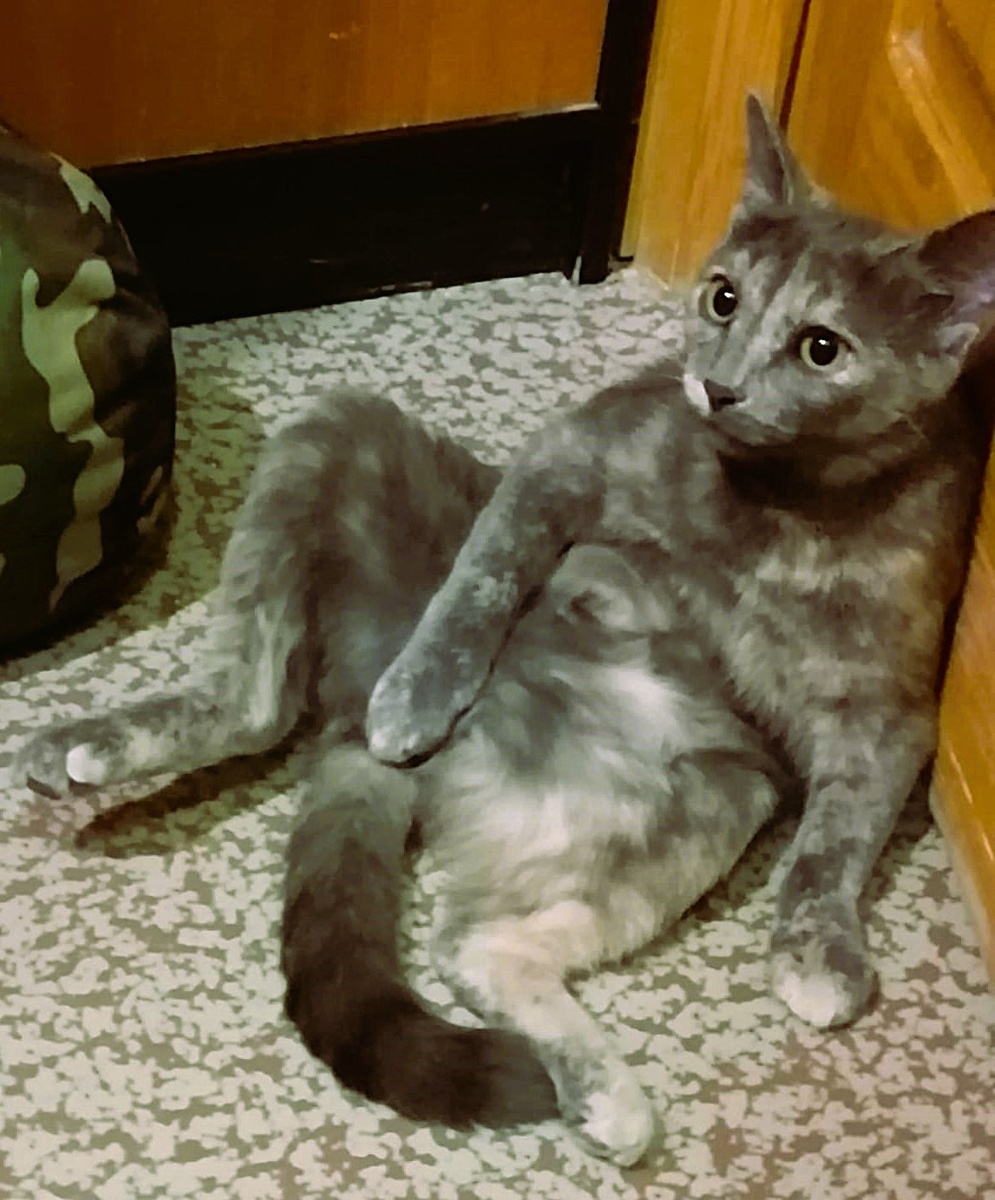 У Муси поза тут и взгляд, как у меня, когда дело доходит до серьёзной беседы. Это она так сегодня ждала, пока я почищу лоток...Фото автора  