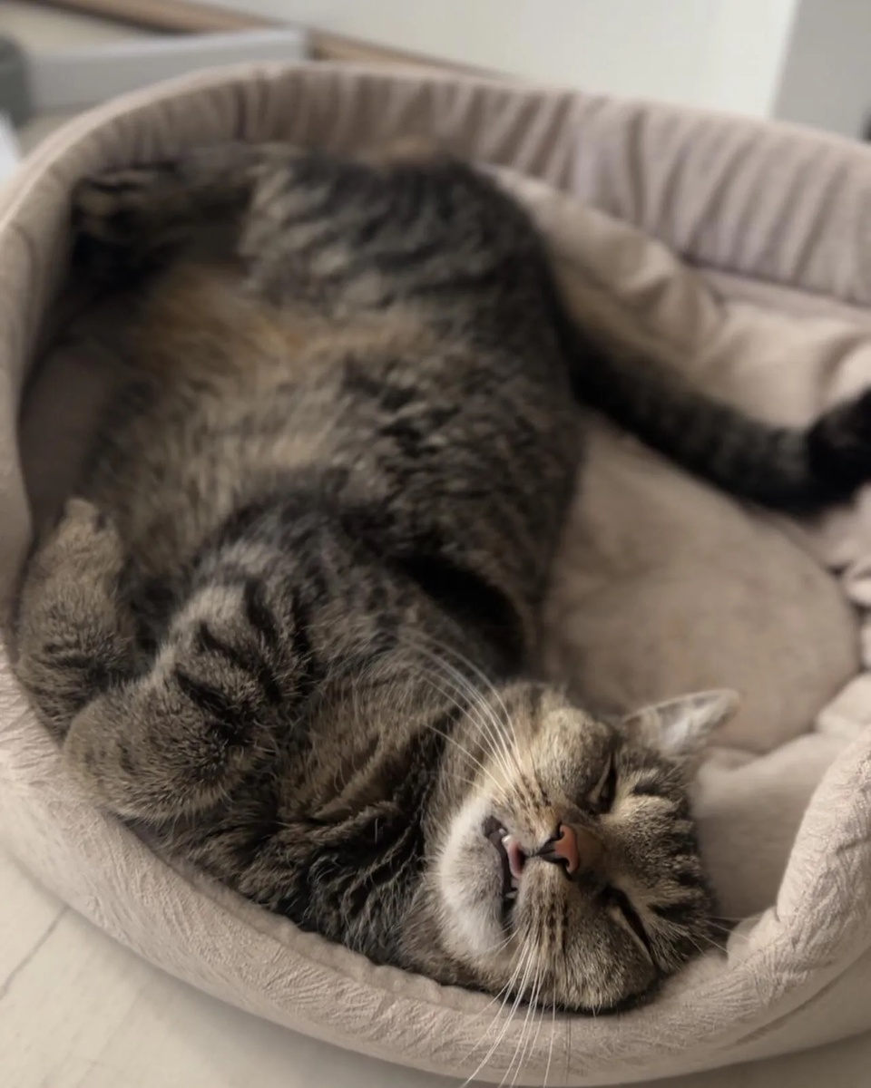 Сладкий сон Люсиши