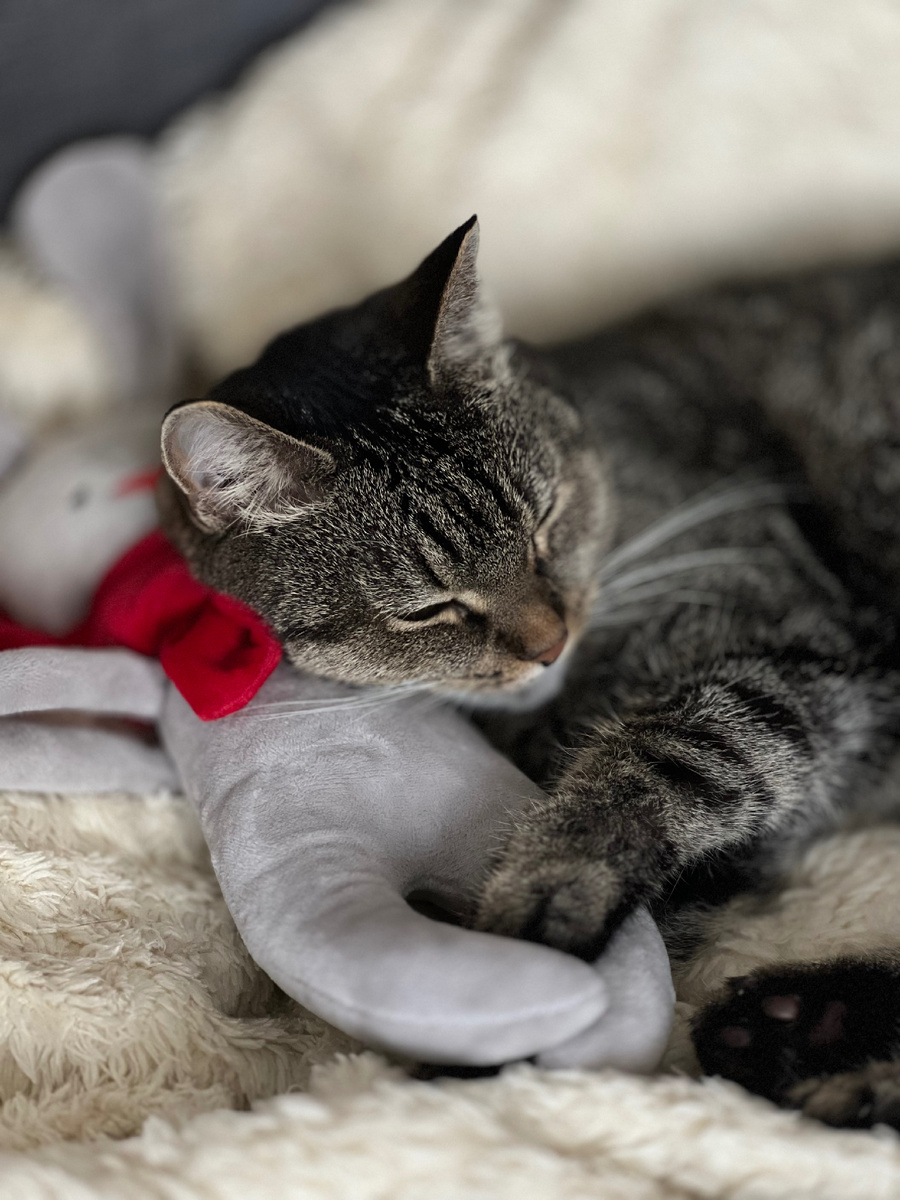 Любимая игрушка для сна