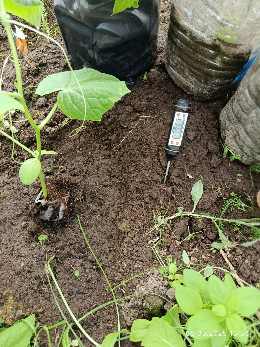 Тоже вчера высадила. 