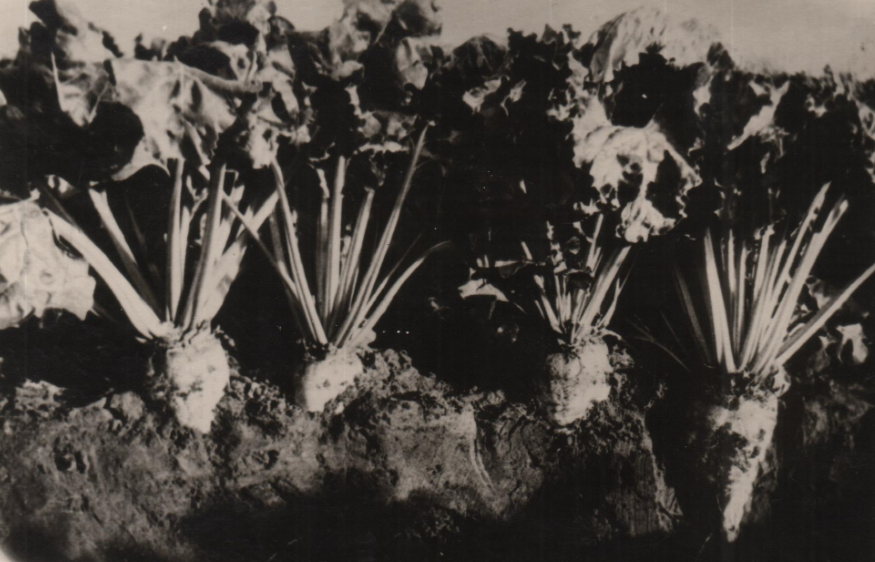 Выращивание сахарной свёклы в Косихинском свеклосовхозе