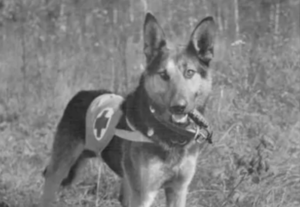 Четвероногие защитники Родины: 7 собак-героев, приблизивших победу в Великой Отечественной Войне