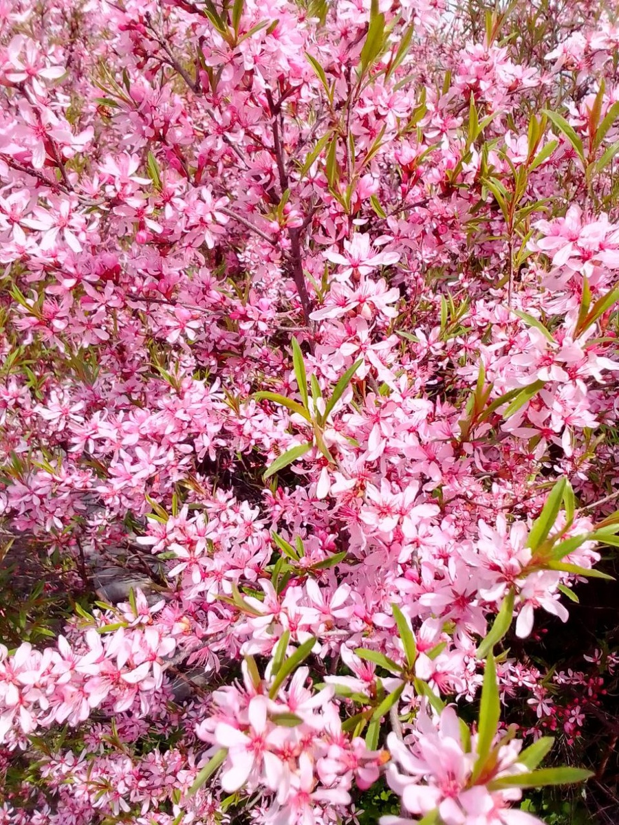 Миндаль степной