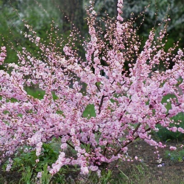 Снега Уимуры