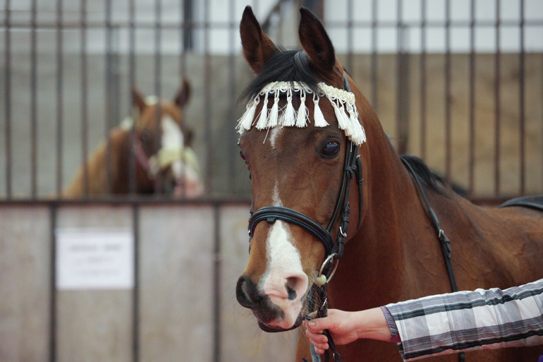    Фото: Baltphoto/ Ирина Мотина