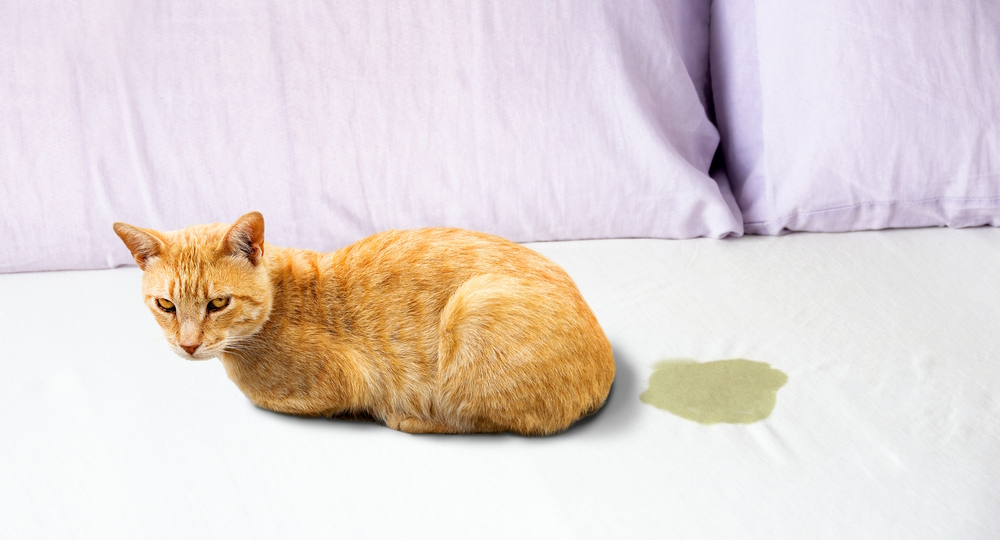 😾Почему кот или кошка гадит на кровать? Разбираемся в кошачьих мотивах