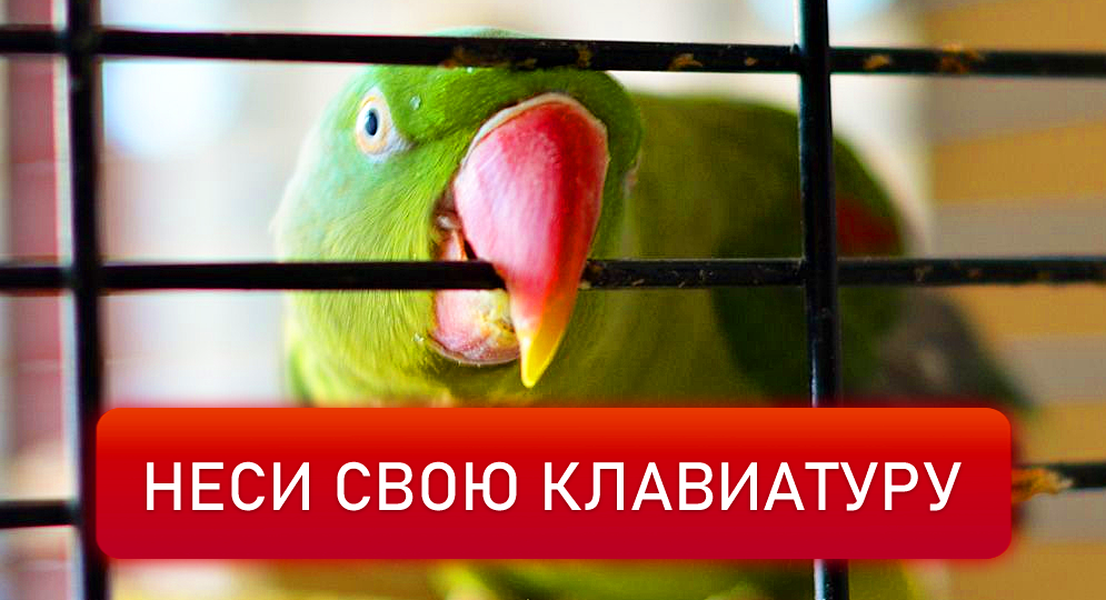 Попугаи разрушают всё вокруг: почему ваш дом никогда не будет прежним? 🦜💥