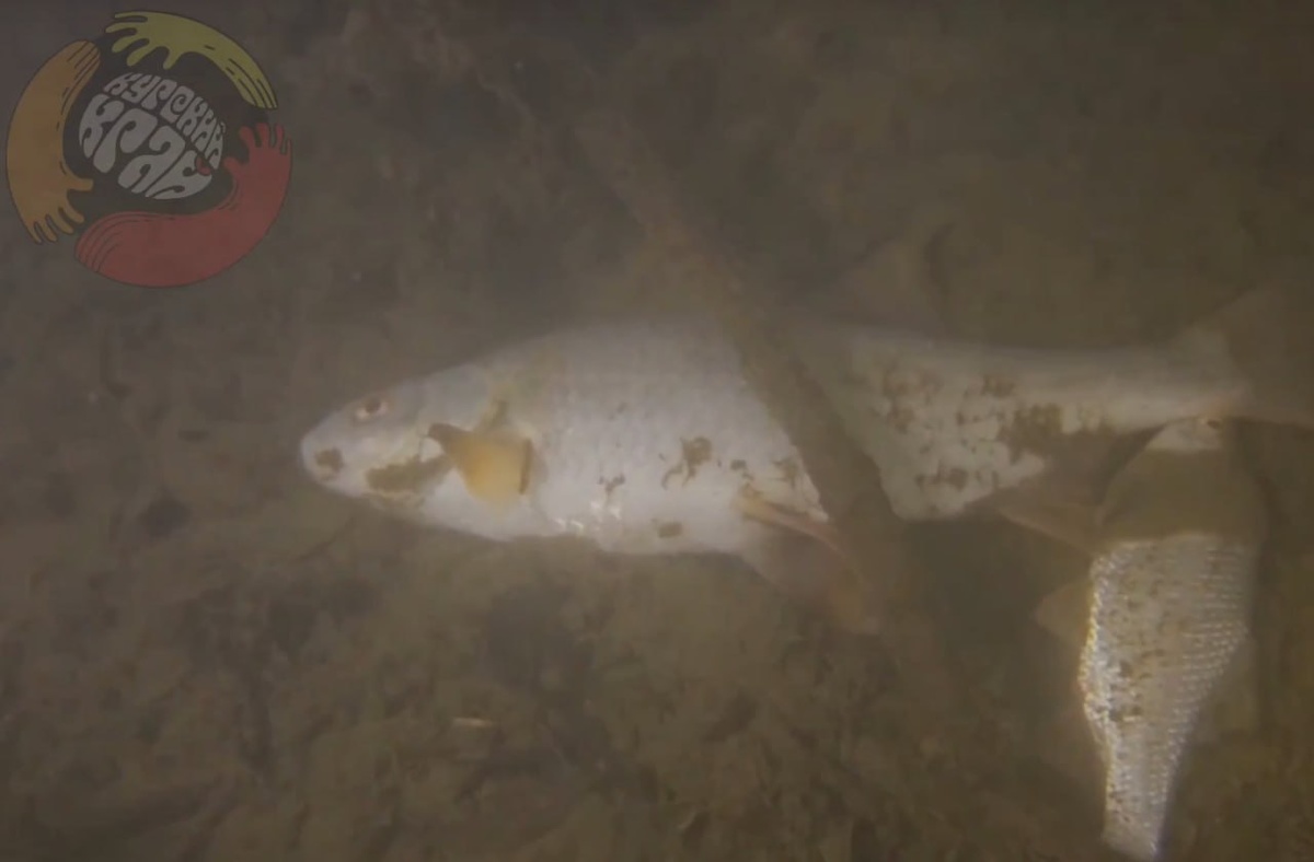 Фото: КРОО «Курский край»