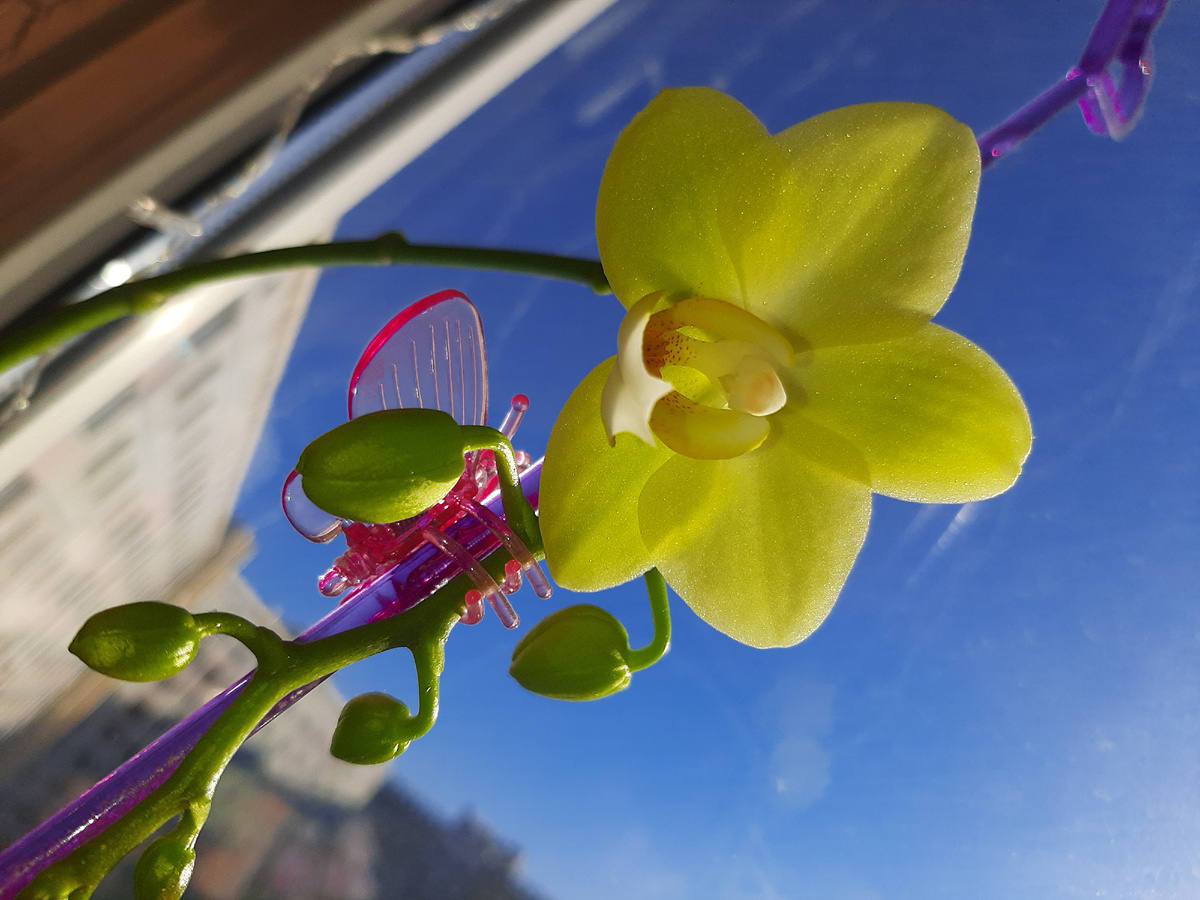 Обложка статьи. Безымянный салатово-желтый восковичок, архивное фото