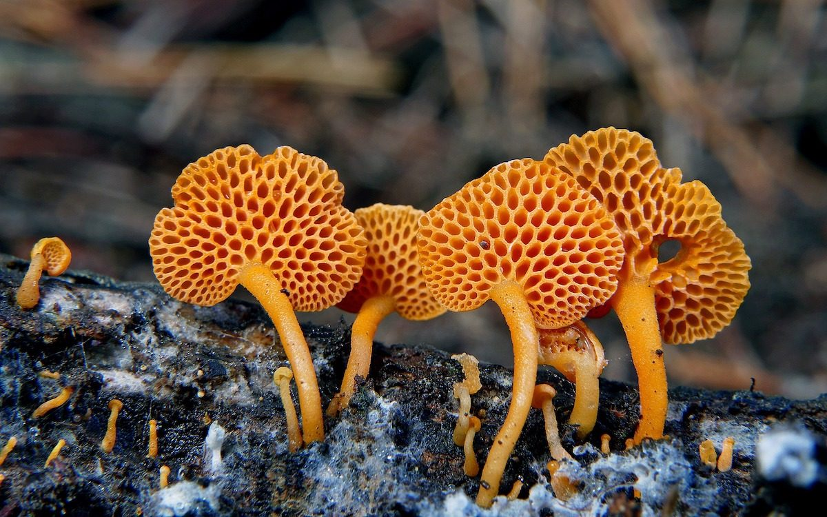 Фото спорфянника Евпропейского гриба