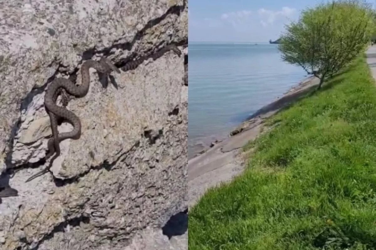    Чешуйчатые выползли из расщелин в камнях близ Таганрогского залива.