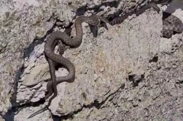    С приходом тепла дончане всё чаще сталкиваются с массовым нашествием змей. Фото: кадр видео