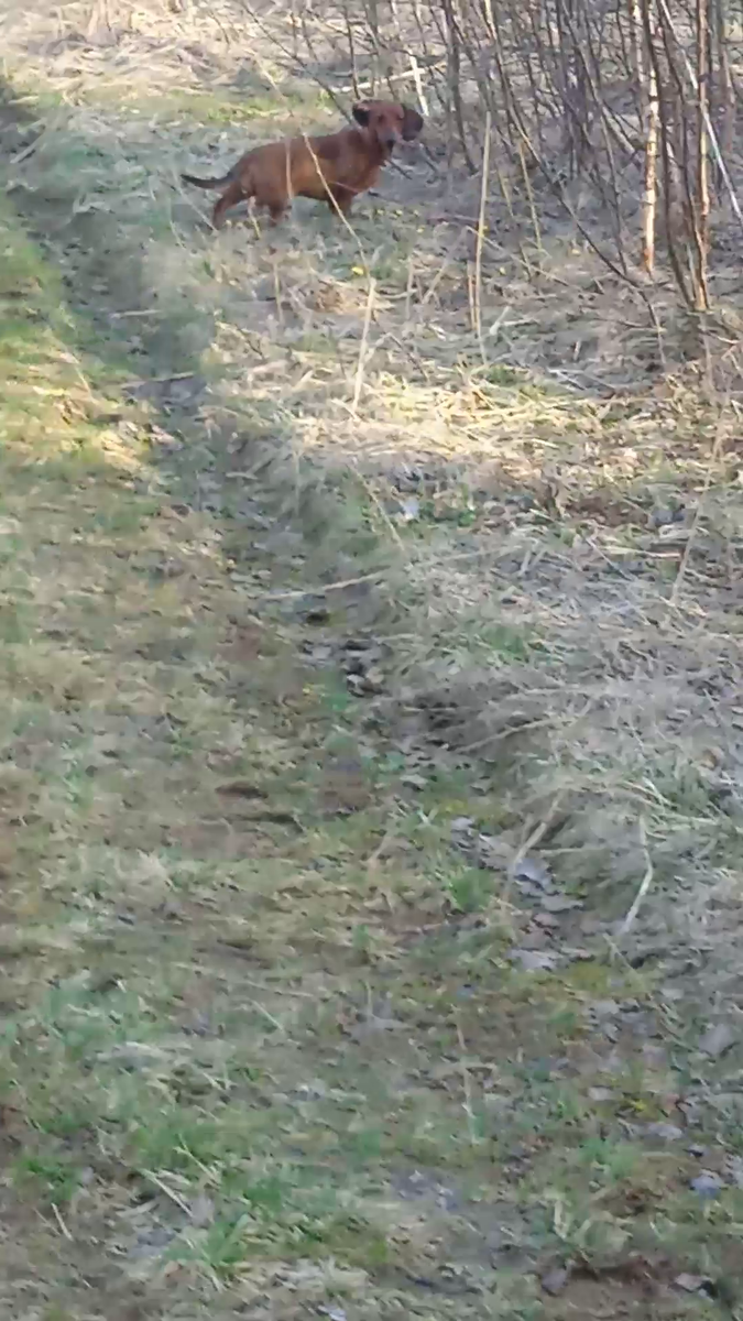 В такой траве прячутся клещи