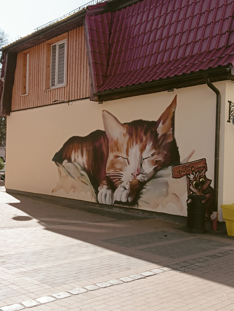 Город кошек