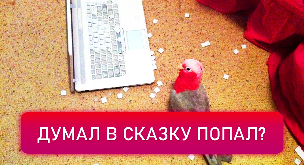 6 лайфхаков, которые облегчат жизнь владельцу попугая 🦜 Часть 1