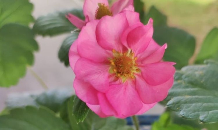    И вкусно, и красиво: в Томской области растет интерес к клубнике с розовыми цветами