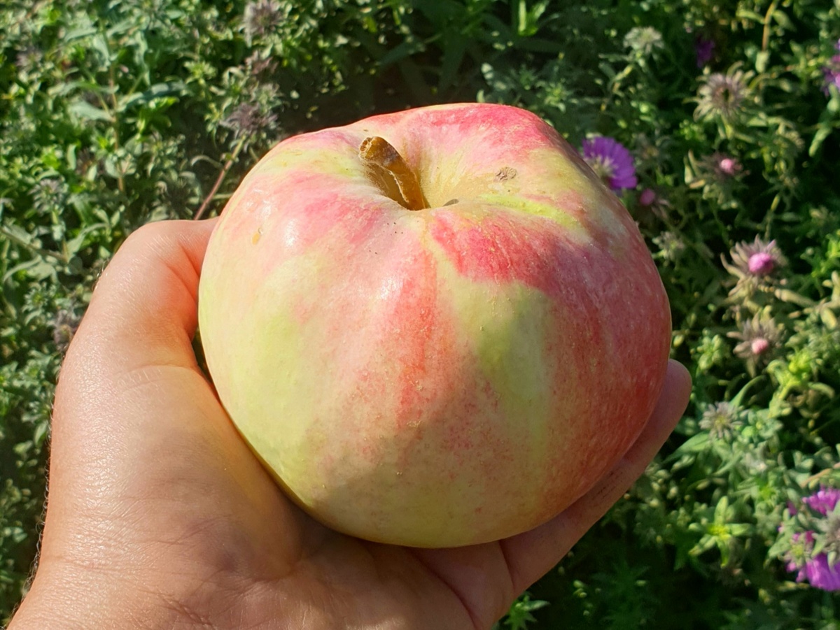 Что за сорт, я не знаю, бабушка еще сажала дерево, а запись утеряна. Она говорила. что должна быть Мелба, но это не точно. А яблоки действительно вкусные, очень сладкие и ароматные, сочные. Это если не перевисят - тогда уже рыхлыми становятся, совсем уже не то.