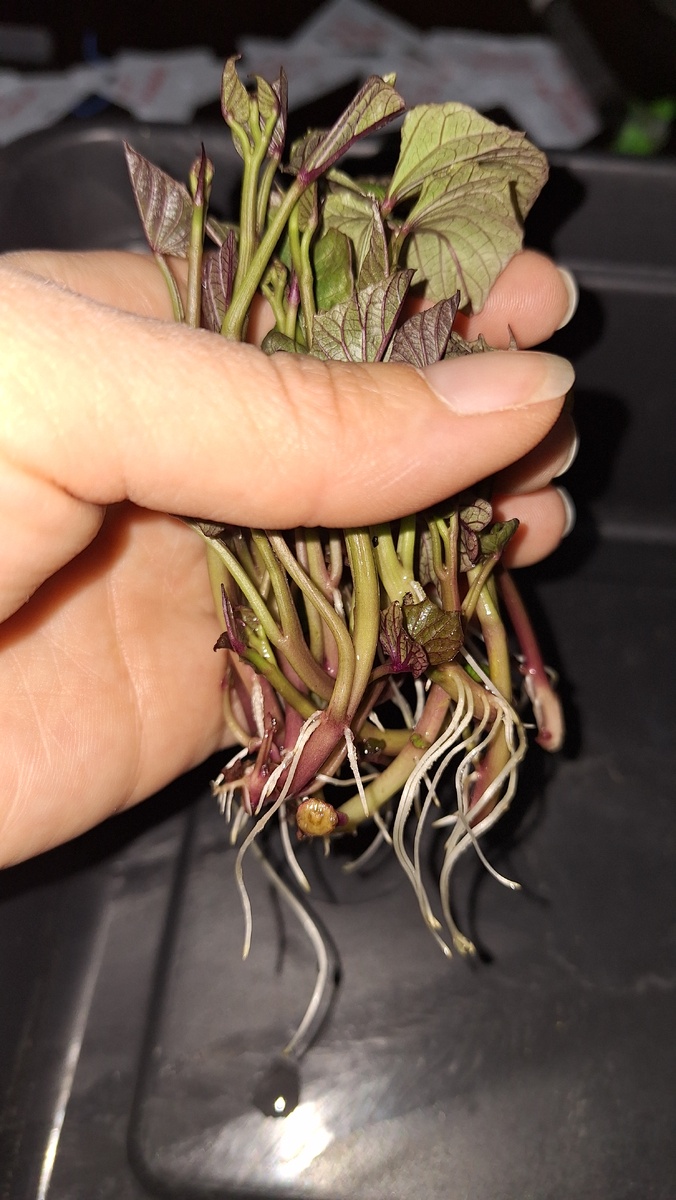 Фото автора. Черенки батата.