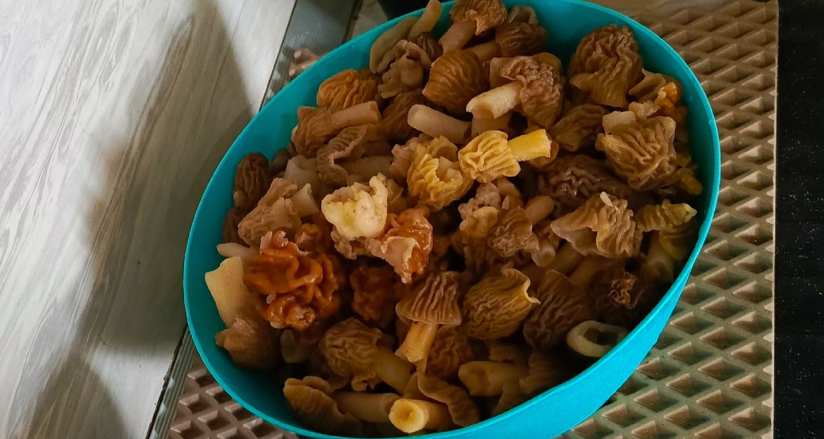 Волховский район, май 2025