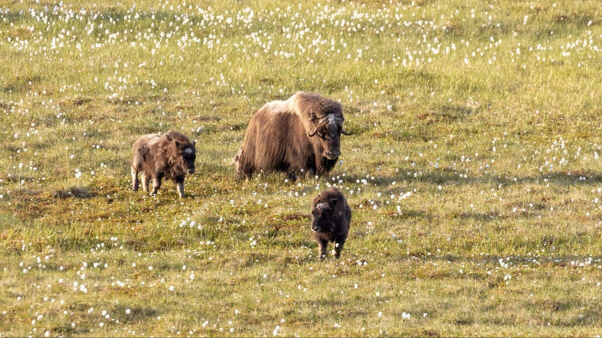    Фото: Федор Воронов/«Ямал-Медиа»