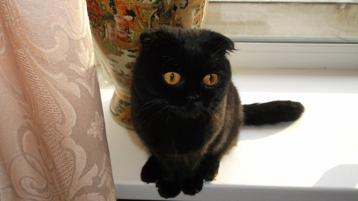    В Саратове и Энгельсе объявили бесплатную прививку домашних животныхНовости Саратова и области – Сетевое издание «Репортер64»