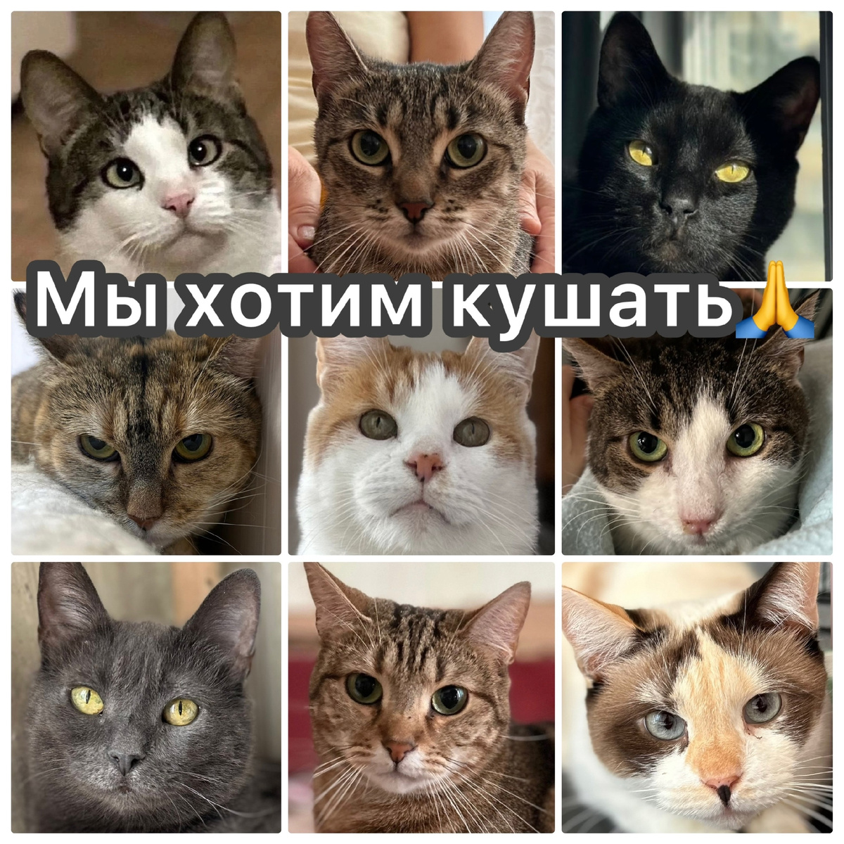 Самые наши вечно голодные согласились на "голодную" фотосессию.... Вот такие у них мордахи)