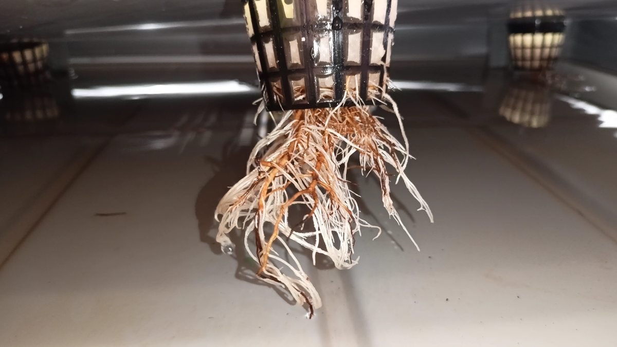 Свежие корешки рядом со старыми почвенными