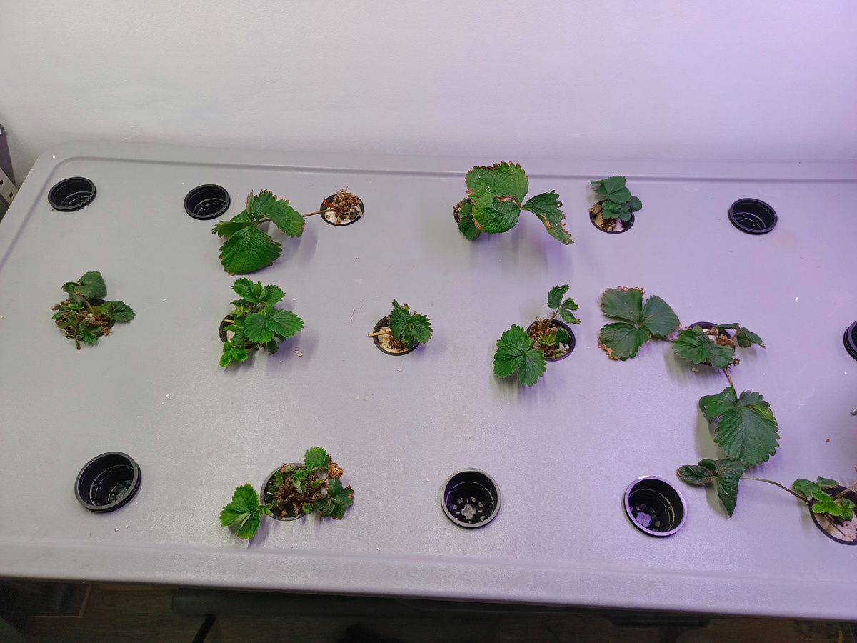 Печальная картина