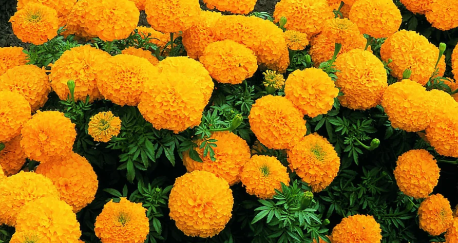 высадить бархатцы плотно и правильно