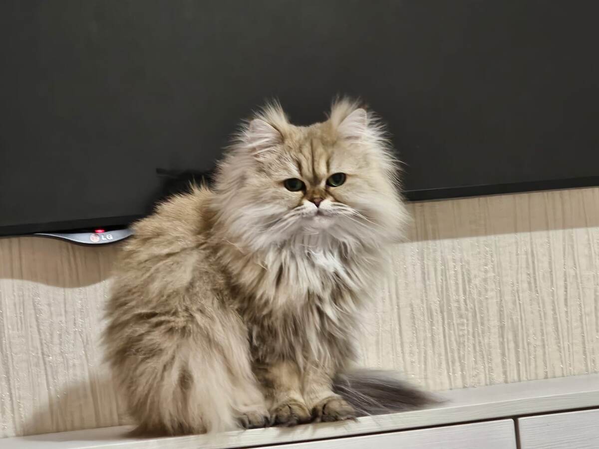 Красоточка