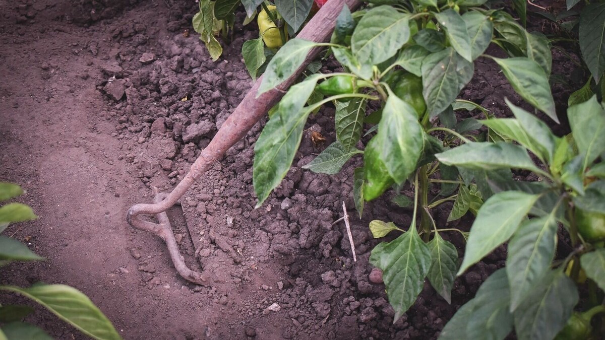     Источник: 1MI