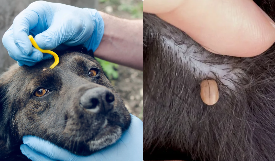 Обязательно проверяем и удаляем