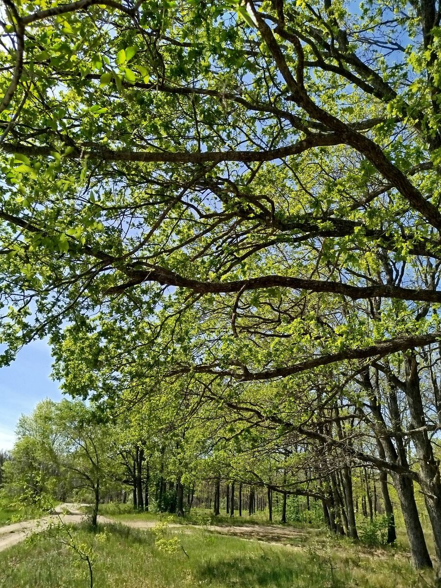 Прогулка вышла незапланированной. Сорвались наши дачные дела и мы решили в город не возвращаться, а отправиться в короткую прогулку на правый берег Дона. А там просторы: леса, поля - глазом не окинуть.