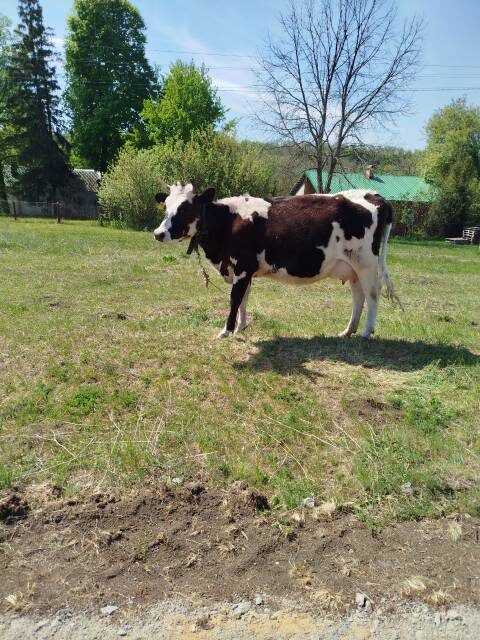 Проехали по сельскому поселению, которое вытянулось в одну улицу с одним рядом домов на несколько километров. Так принято. Сельские поселения тянутся здесь в одну улицу по невысоким косогорам. Чтобы пройти эту улицу из конца в конец - потратишь полдня. Мы-то ехали. Недалеко от хозяйского нового дома лежала такая красоточка. Сытая, спокойная. Мы остановились, я ее запечтлела для истории, но она поднялась. Решила позировать в полный рост, показать свою фигурку роскошную.