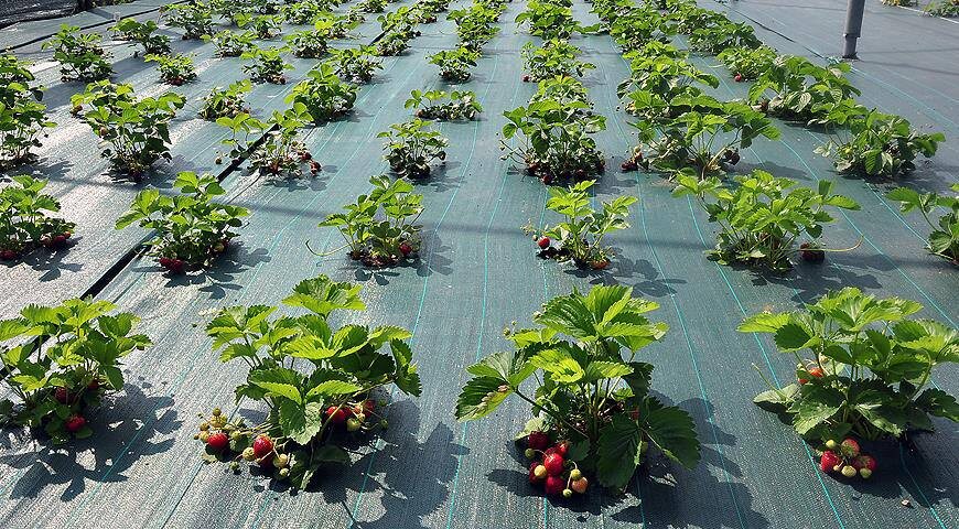 Агроволокно