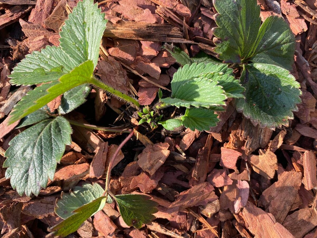 Кора хвойных