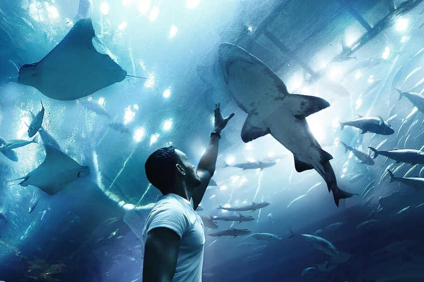 Dubai Mall. Источник: https://tripse.ru/media/sight/1483.jpg