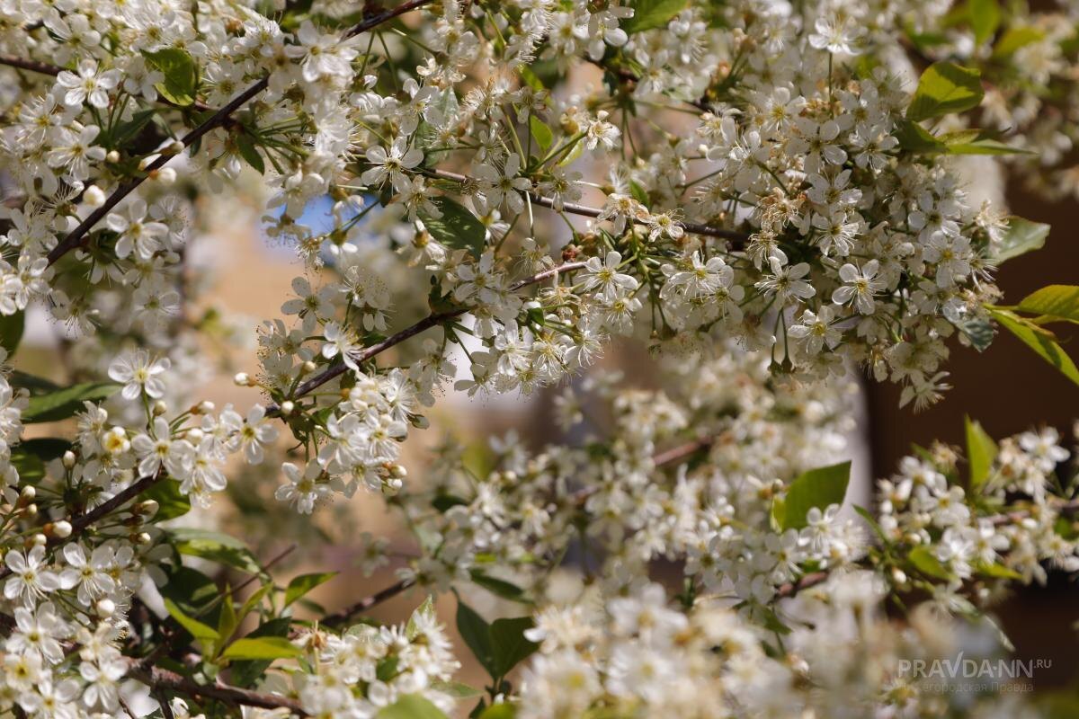    Согласно прогнозам, в регионе установится средняя температура +12...+14 градусов