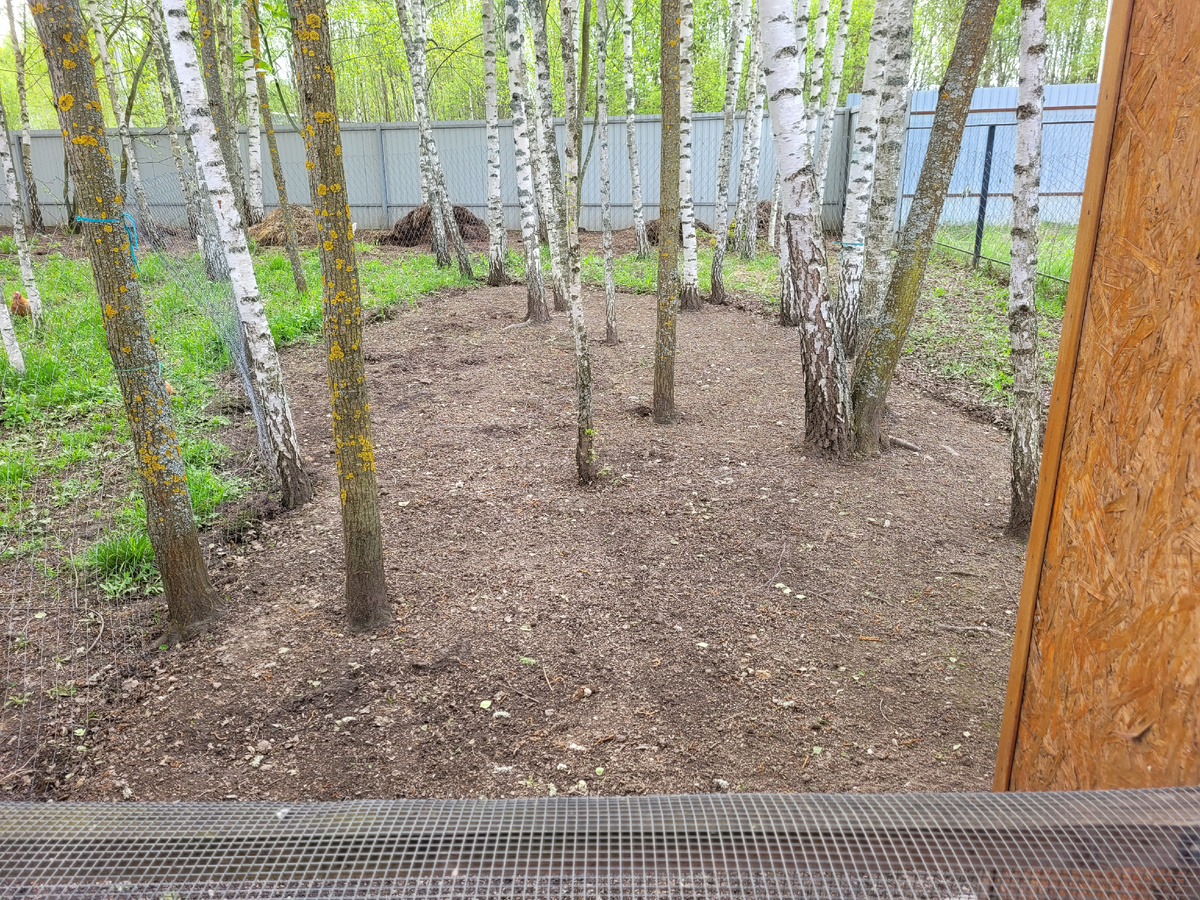 Куриный загон