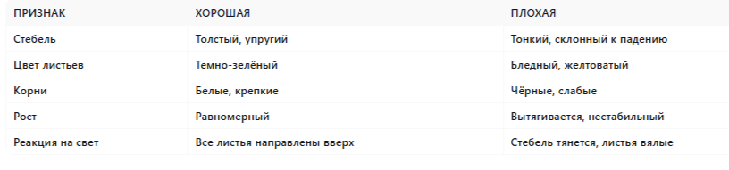 Сравнение: хорошая vs плохая рассада