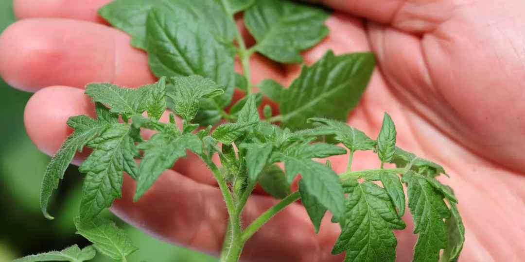 История услышанная в электричке. "Как я получила толстые стебли у помидоров. Просто, доступно и без химии"